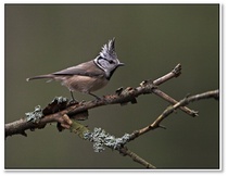 Töyhtötilainen_kuva Juha Jokinen