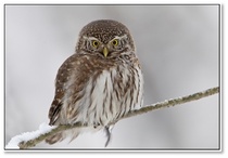 Varpuspöllö_kuva Juha Jokinen